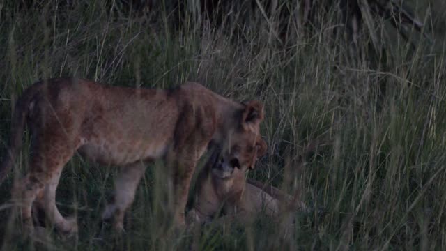 Lioness Resting On Ground