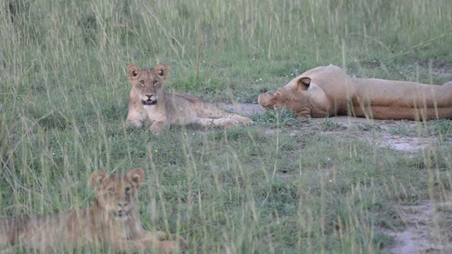 Lioness Resting On Ground