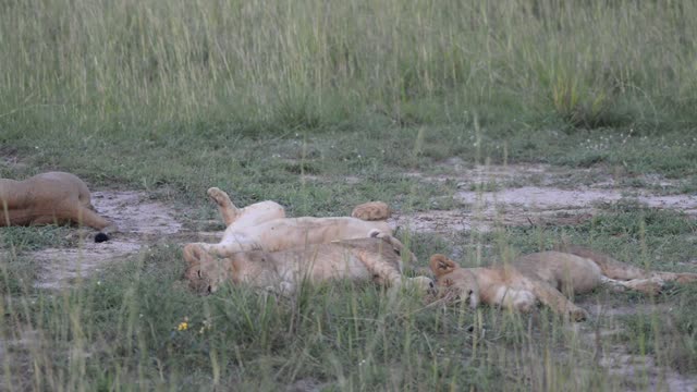 Lion Pride Resting Together