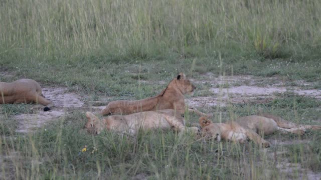 Lioness Resting In Grass