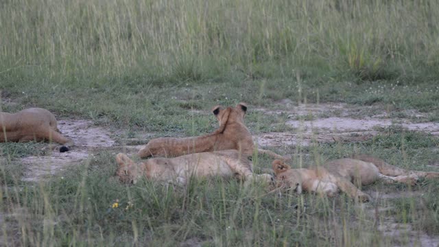 Lion Pride Resting Together