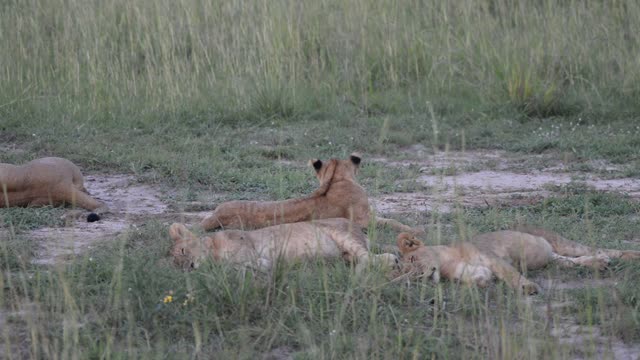 Lioness Resting In Grass