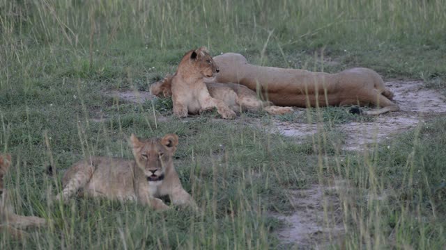 Lioness Resting In Grass