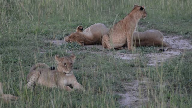 Lion Pride Resting Together