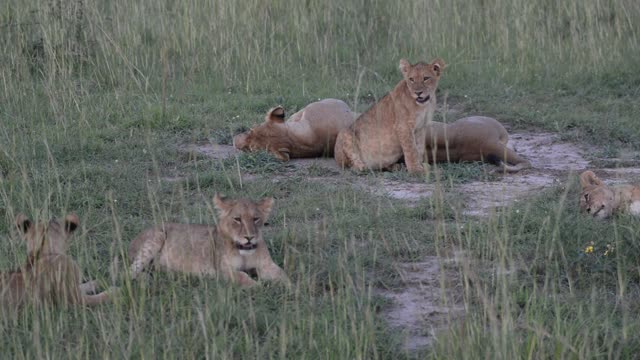 Lioness Resting In Grass
