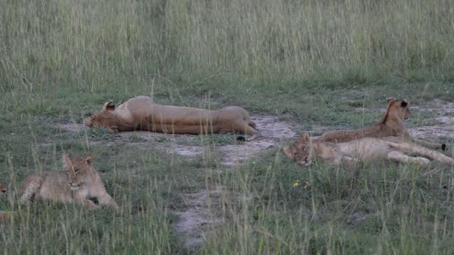 Lion Pride Resting Together