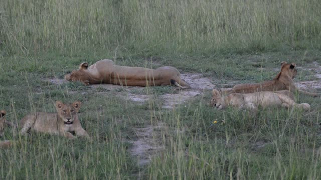 Lioness Resting In Grass