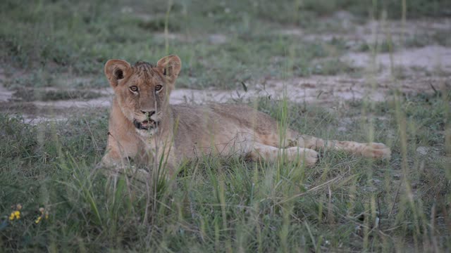 Lioness Resting On Ground