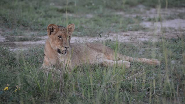 Lioness Resting On Ground