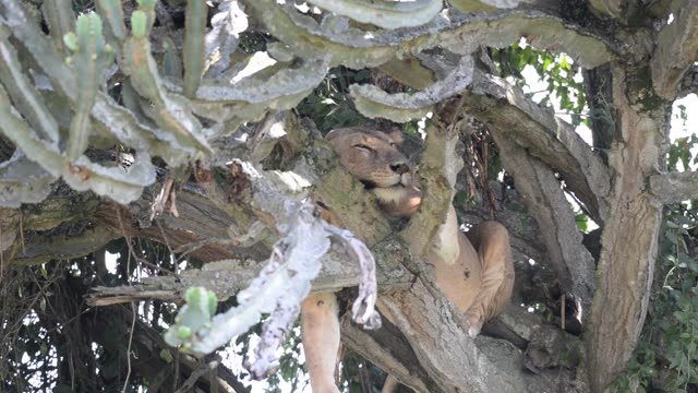 Lioness Sleeping In Tree