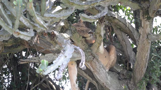Tree-Climbing Lion Uganda