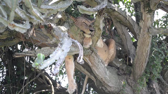 Lioness Sleeping In Tree