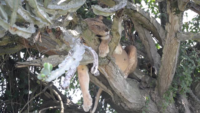 Tree-Climbing Lion Uganda