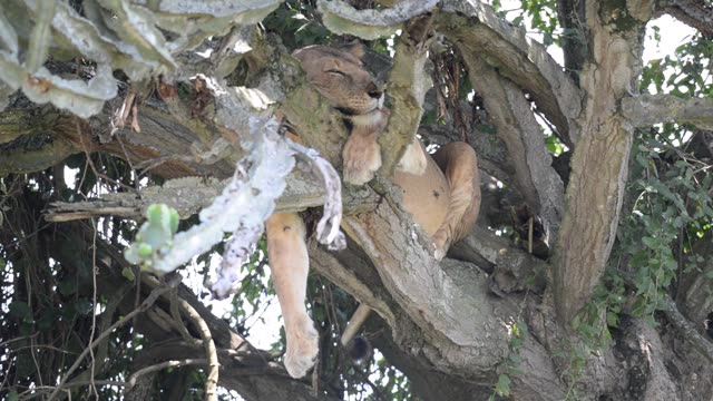 Lioness Sleeping In Tree
