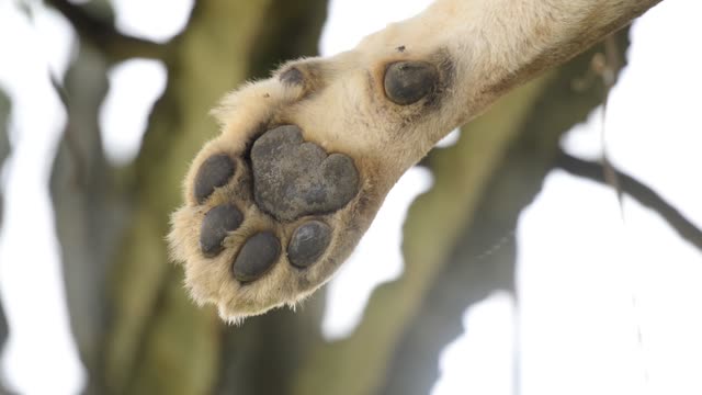 Tree-Climbing Lion In Uganda