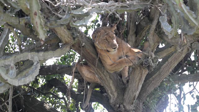 Lioness Sleeping In Tree