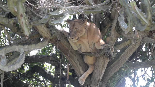 Tree-Climbing Lion Uganda