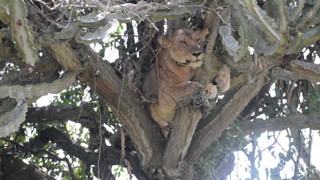 Lioness Sleeping In Tree