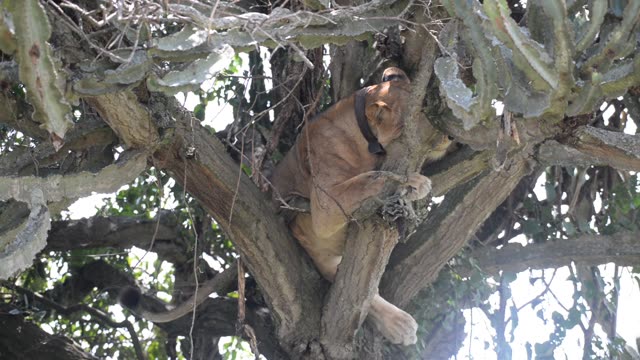 Tree-Climbing Lion Uganda