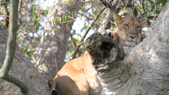 Lioness And Cub In Tree