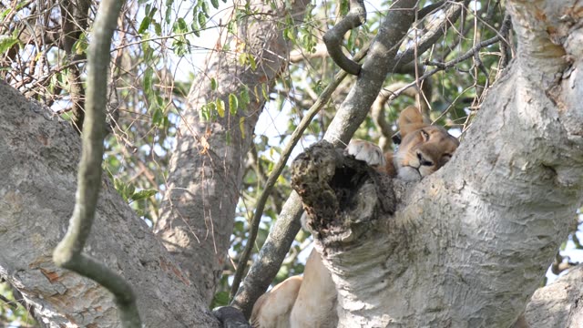 Tree-Climbing Lion In Uganda