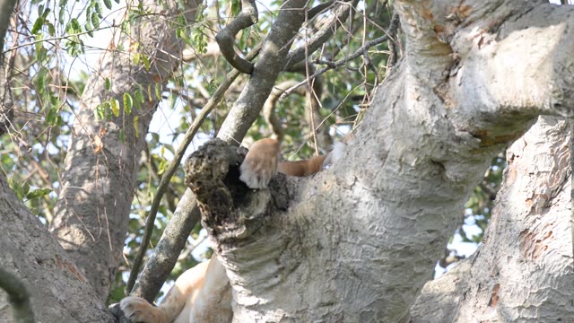 Lioness And Cub In Tree