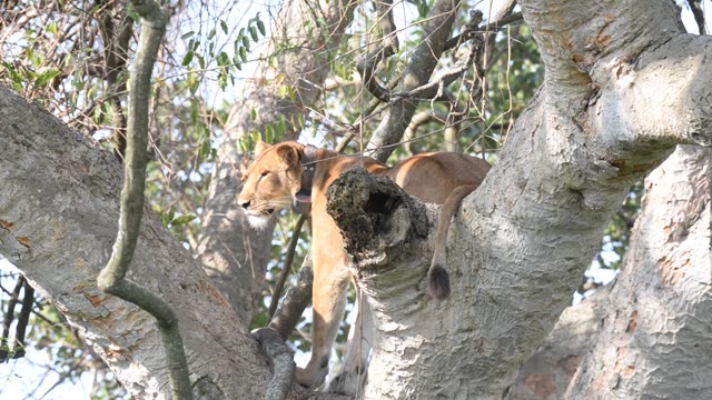 Tree-Climbing Lion In Uganda