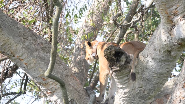 Lioness And Cub In Tree