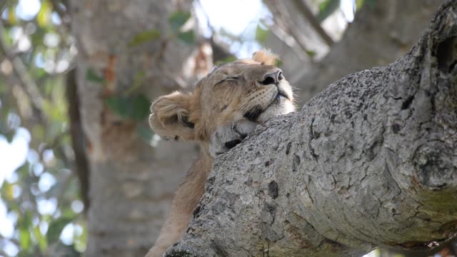 Tree-Climbing Lion In Uganda