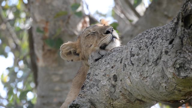 Lioness And Cub In Tree