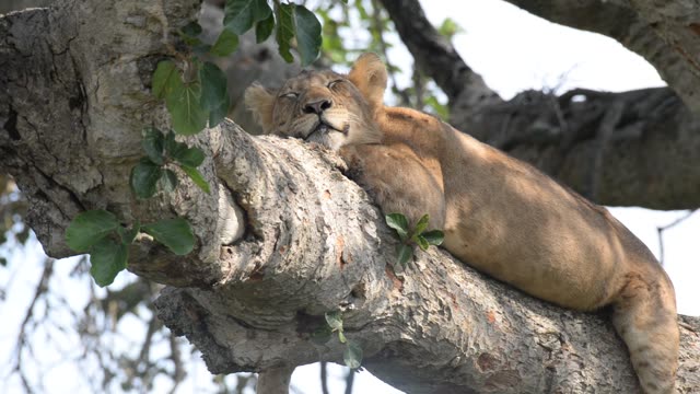 Tree-Climbing Lion In Uganda