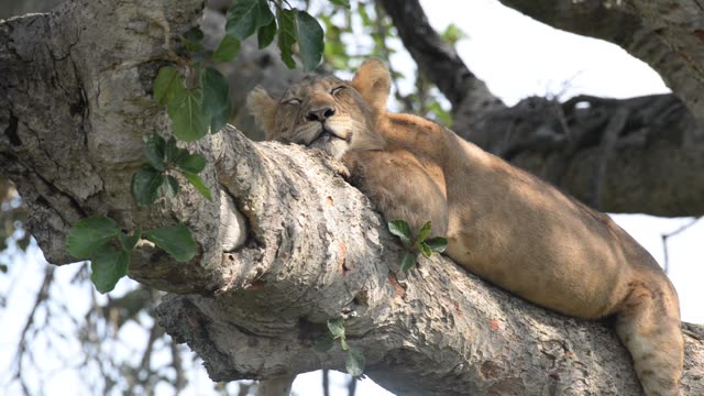 Lioness And Cub In Tree