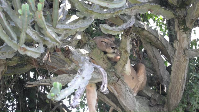 Tree-Climbing Lion Uganda