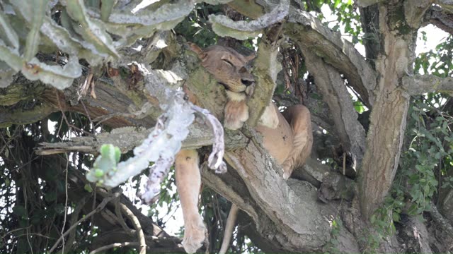 Tree-Climbing Lion Uganda