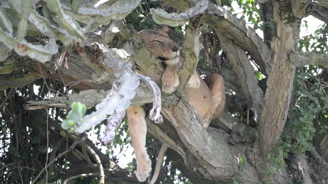 Lioness Sleeping In Tree
