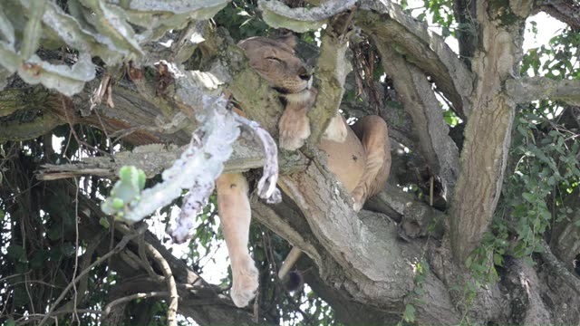 Tree-Climbing Lion Uganda
