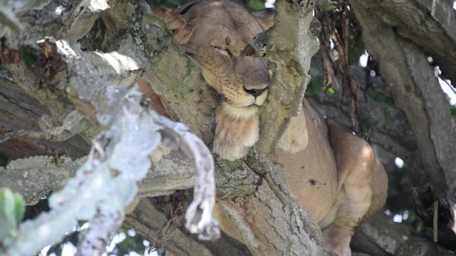 Tree-Climbing Lion In Uganda