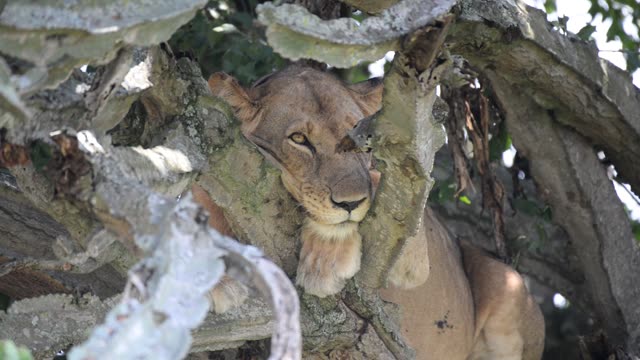 Lioness Sleeping In Tree
