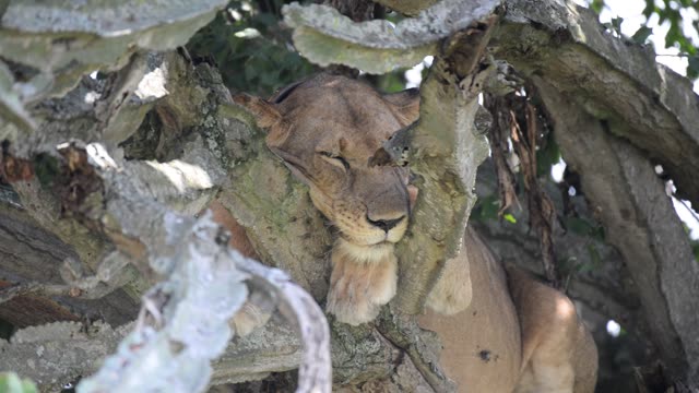 Tree-Climbing Lion Uganda
