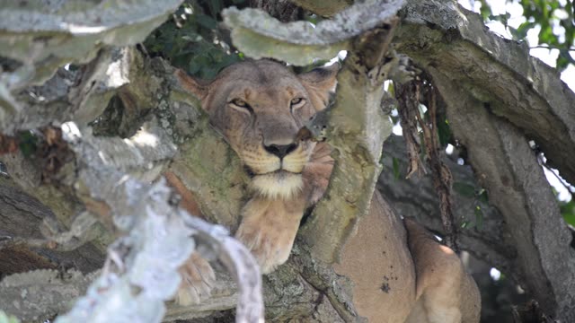 Lioness And Cub In Tree