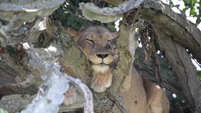 Tree-Climbing Lion In Uganda