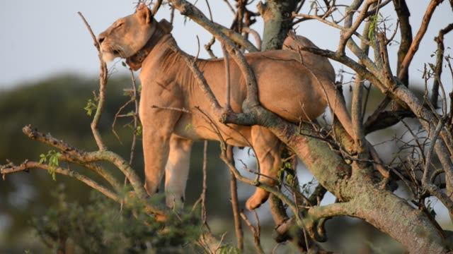 Lioness And Cub In Tree