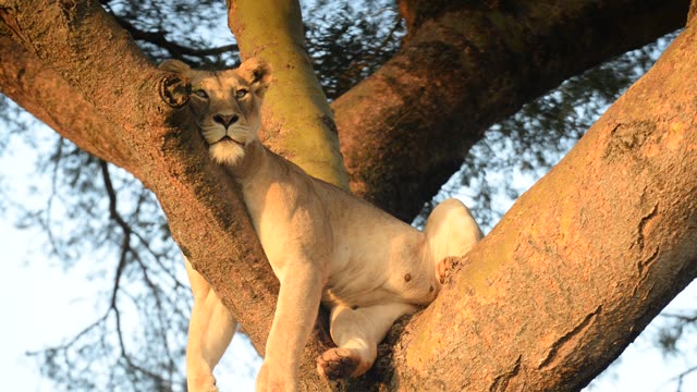 Tree-Climbing Lion In Uganda