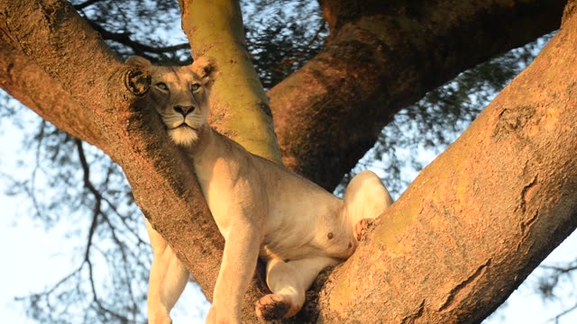 Lioness And Cub In Tree