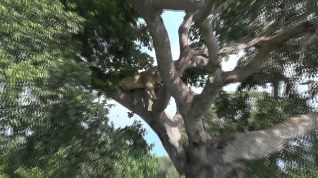 Tree-Climbing Lion In Uganda