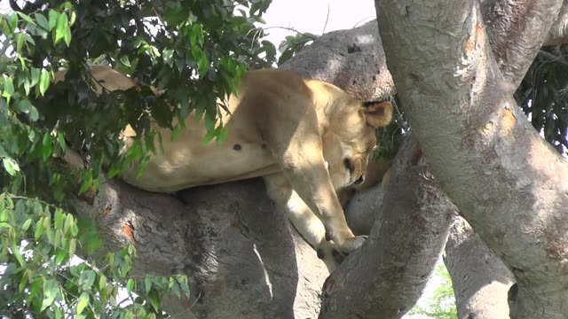 Lioness And Cub In Tree