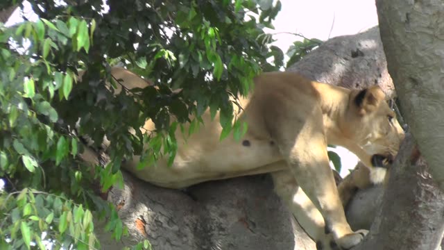 Tree-Climbing Lion In Uganda