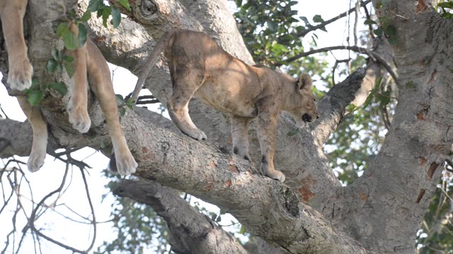 Lioness Sleeping In Tree