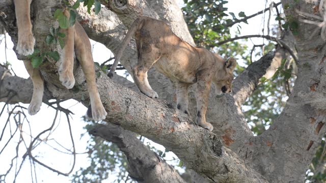 Tree-Climbing Lion Uganda