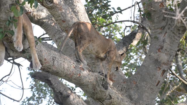 Lioness Sleeping In Tree